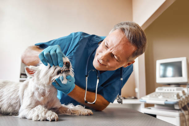 Best Knocked-Out Tooth (Avulsed Tooth) Treatment in Mountain House, CA